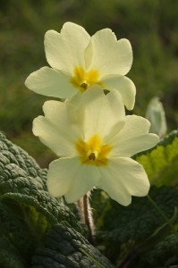 Pale yellow primrose
