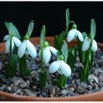 Snowdrops